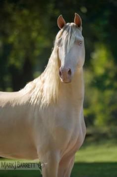 Cremallo Morgan Horse stallion ~ omg what a gorgeous animal.