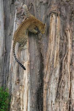 
                    
                        Leopardess descent
                    
                