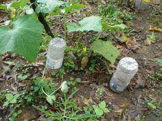 
                    
                        Using Plastic Bottles as Irrigation Systems for Home Gardens
                    
                