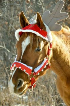 
                    
                        Horsing Around for the holidays!
                    
                