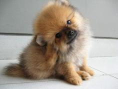 
                    
                        Pomeranian Puppy - my Pooh Bear looked just like this when I got him!!!
                    
                