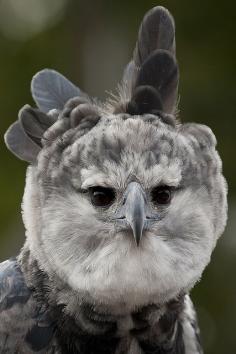
                    
                        Toruk the harpy eagle by Official San Diego Zoo on Flickr.
                    
                