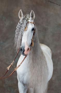 Beautiful horse pic :)