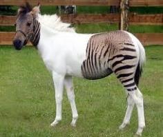 Meet Eclyse, The Zorse - Amazing zebra crossing! Her father is a zebra, while her mother is a horse. And she's walking proof of how a child inherits genes from both parents.