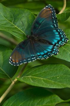 
                    
                        Red Spotted Purple Butterfly
                    
                