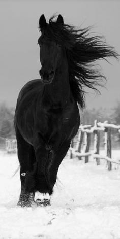 
                    
                        Black stallion frolicking in the snow
                    
                