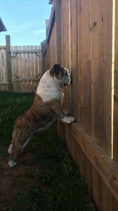 
                    
                        "Why don't they come over?" #dogs #pets #EnglishBulldogs Facebook.com/sodoggonefunny
                    
                