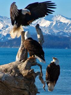 
                    
                        Abundant eagles, Homer Alaska
                    
                