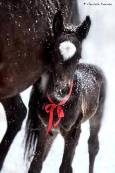 Horse adorable-what a cute Christmas present!