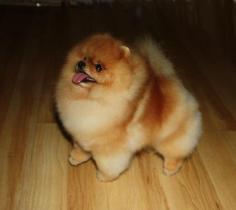 
                    
                        Pomeranians Puppies are so cute but taking care of the hair (mucho money)
                    
                