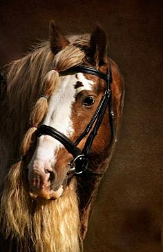 
                    
                        Bay-based silver dapple elite Gypsy Vanner stallion, Bullet. Portrait.
                    
                