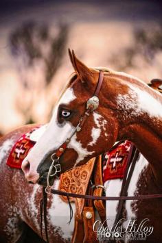 
                    
                        American Paint Horse
                    
                