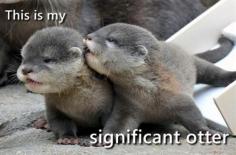 Baby river otters. so adorable