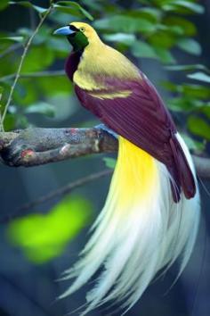 
                    
                        Lesser Bird of Paradise in northern New Guinea
                    
                