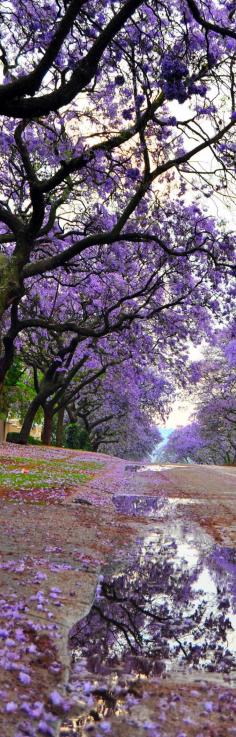 
                    
                        Jacaranda Trees in Bloom and View of a Street After Rain, Pretoria South Africa
                    
                