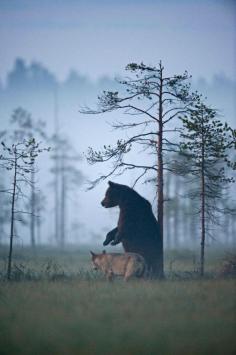 
                    
                        Photographer Lassi Rautiainen captured the profound partnership between a she-wolf and a brown bear in the wilds of northern Finland. For days, he witnessed the strange pair meet every evening to share food after a hard day of hunting. No one knows when or how this relationship was formed, 'but it is certain that by now each of them needs the other'
                    
                