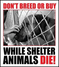 
                    
                        Adopt a shelter animal. Rescued dogs make the best pets!!! www.theshelterpet...
                    
                