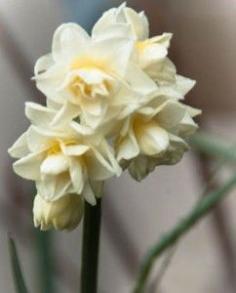 
                    
                        Erlicheer Paperwhite Bulbs Are Our Favorite to Force on www.hortmag.com
                    
                
