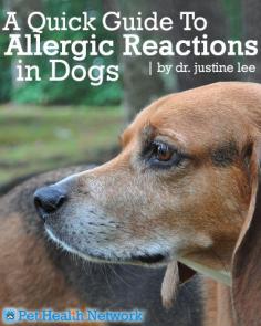 
                    
                        @D R. Justine Lee @PetHealthNet #PETS Check out this awesome blog by Dr. Justine Lee about #allergic reactions in #dogs!
                    
                