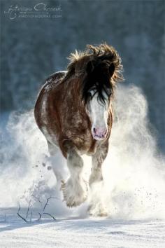 
                    
                        ♂ Horse running in snow - Photo by: Katarzyna Okrzesik Photography
                    
                