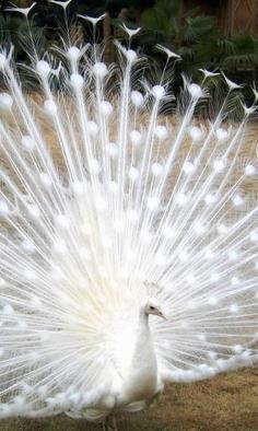 
                    
                        White Peacock
                    
                