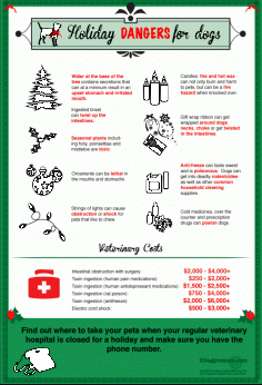 
                    
                        Dangerous items for dogs during holiday season infographic
                    
                