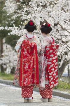 
                    
                        Geiko
                    
                