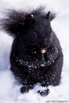 
                    
                        Black Squirrel
                    
                