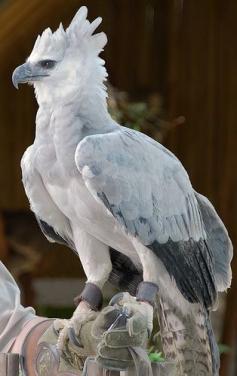 
                    
                        Harpy Eagle. Beautiful.
                    
                