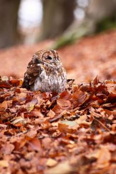 
                    
                        tawny owl
                    
                