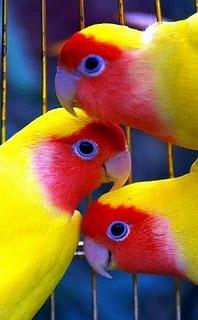 
                    
                        Lutino lovebirds
                    
                