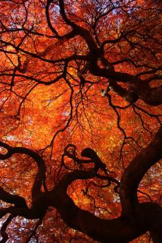 
                    
                        Eloquence - Color Nature Photography, red orange yellow autumn fall leaves leaf maple tree twisted tree trunk by WildEarthElements - need this for my house
                    
                