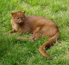 
                    
                        The Gulf Coast Jaguarundi are an extremely rare species of cat, found only in specific parts of Northern America – in the Western Gulf coastal grasslands of southern United States and Northwestern Mexico. These highly endangered weasel-like wild cats are on the brink of extinction, as more and more of their natural habitat is destroyed.
                    
                