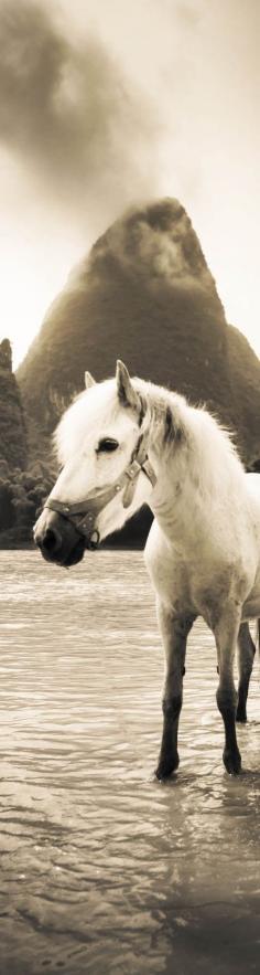 
                    
                        White Horse on the Li River - photo from #treyratcliff Trey Ratcliff at www.StuckInCustom...
                    
                