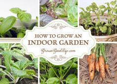 
                    
                        How to Grow an Indoor Garden
                    
                