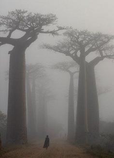 
                    
                        Baobob Trees
                    
                