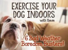 
                    
                        Winter brings cold weather and extended periods of inactivity with everyone stuck indoors. We have some great ideas for keeping your pet active and healthy this winter!
                    
                