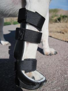 Dog cast!