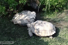 
                    
                        Tortoise helps friend up
                    
                