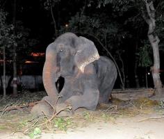 
                    
                        Elephant Who Wept Through His Rescue Officially Declared FREE!!!
                    
                