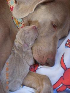 
                    
                        Weimeraner & Newborn Babe ! Precious !
                    
                