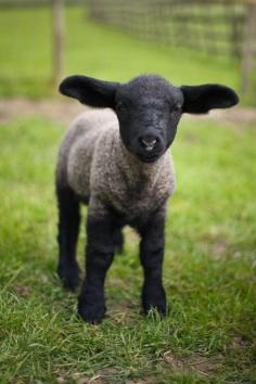 baby sheep