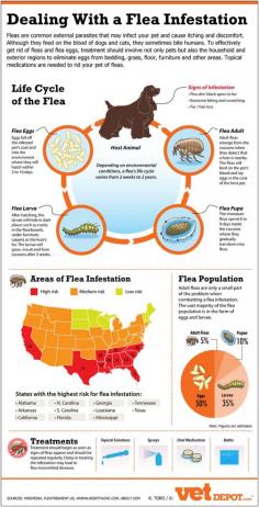 Great tips for dealing with fleas and flea infestations [Infographic]  #DallasAnimalServices