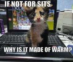 cute kitten on laptop