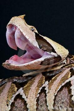 Gaboon Viper, deadly venomous. It has a fierce diamond shaped head and a striking pattern on its back!" Well, actually, this is the least likely of all pit vipers to bite, but it does have fangs a whopping 1 1/2 inches long!