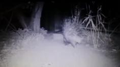 
                    
                        Lovestruck Porcupine Pays Nightly Visits To Captive Companion At Zoo :) ♥
                    
                