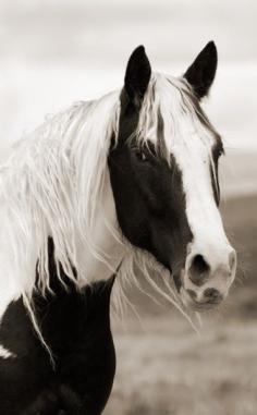 
                    
                        Beautiful Horse
                    
                