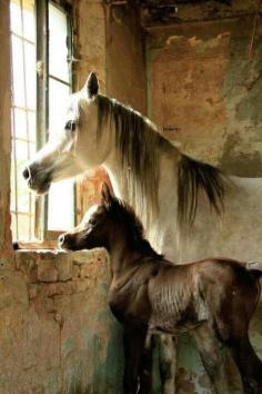 it's all good....(beautiful mom and baby horse, beautiful photo!)
