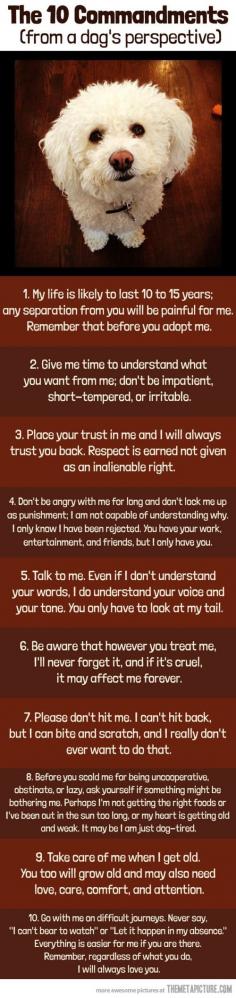 
                    
                        Commandments from a dog’s perspective…
                    
                