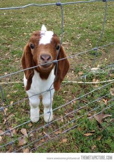 #baby #goat #animals #nature #cute #adorable #farm #hugs